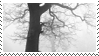 Grey, withering tree